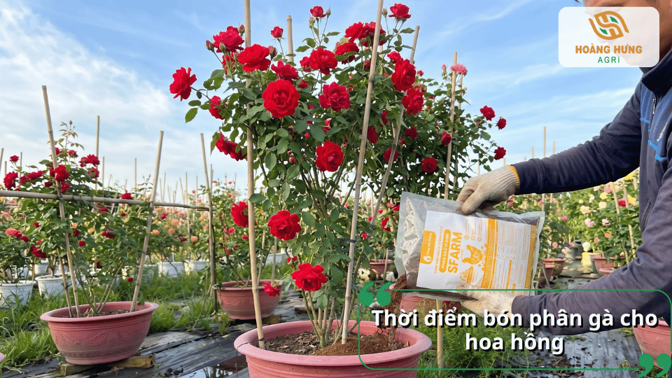 Thời điểm bón phân gà cho hoa hồng giúp cây sinh trưởng tốt và ra nhiều hoa.