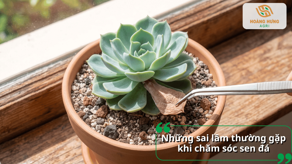 Những sai lầm thường gặp khi chăm sóc sen đá khiến cây dễ bị hư hại hoặc phát triển kém.