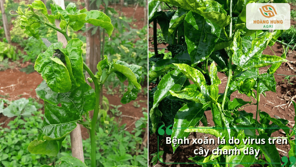 Bệnh xoăn lá do virus trên cây chanh dây khiến lá biến dạng, xoăn và phát triển kém.
