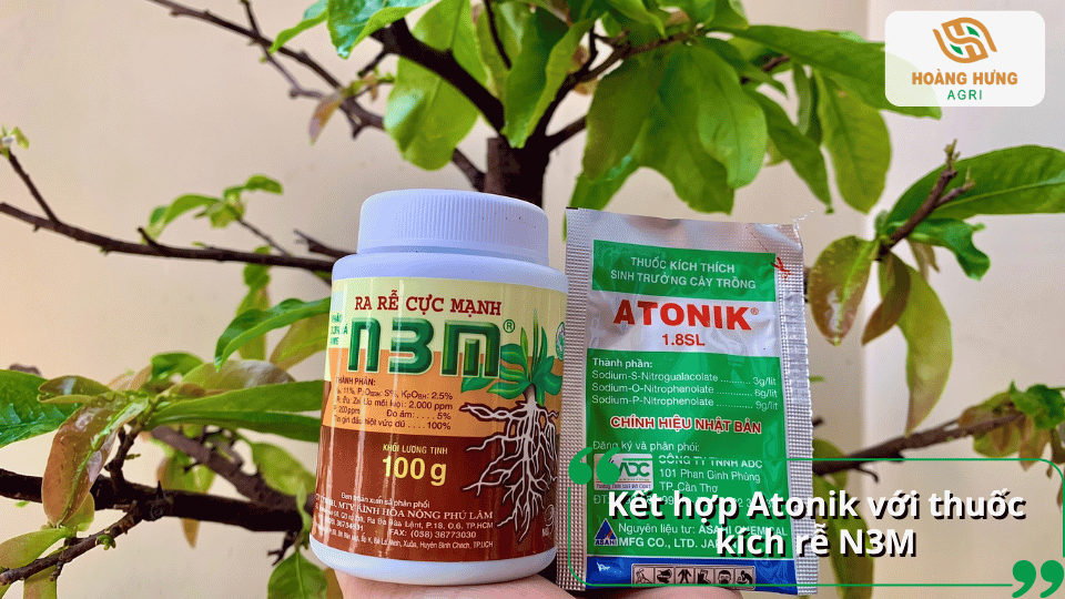 Kết hợp thuốc kích rễ Atonik với thuốc kích rễ N3M giúp cây mai ra rễ mạnh.
