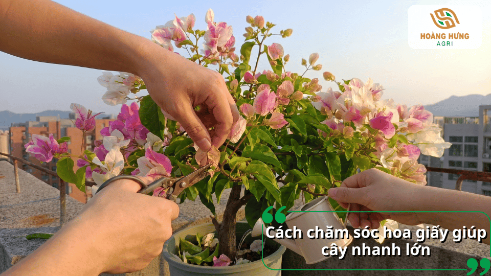Cách chăm sóc hoa giấy giúp cây nhanh lớn, khỏe mạnh và ra hoa đẹp.