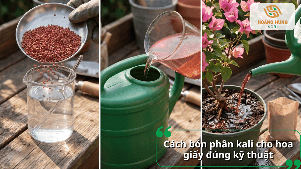 Cách bón phân kali cho hoa giấy đúng kỹ thuật bằng tưới gốc giúp cây hấp thu nhanh.
