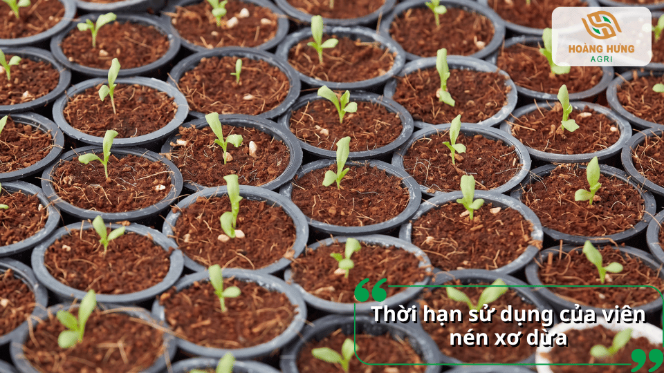 Thời hạn sử dụng của viên nén xơ dừa khi được bảo quản đúng điều kiện và sử dụng làm giá thể trồng cây, ươm cây con.