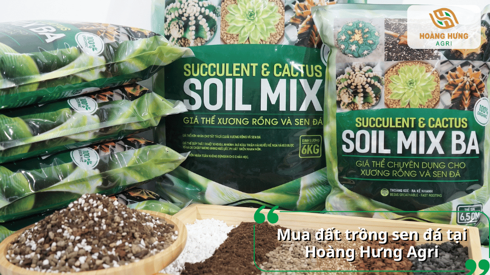 Mua đất trồng sen đá tại Hoàng Hưng Agri với giá thể phối trộn chuyên dụng cho sen đá và xương rồng.