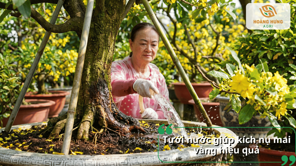 Tưới nước đúng cách giúp kích thích nụ mai vàng phát triển và nở hoa hiệu quả.