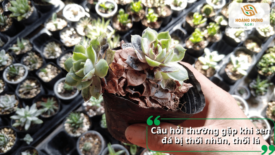 Giải đáp các câu hỏi thường gặp về sen đá bị thối nhũn, thối lá và cách xử lý hiệu quả.
