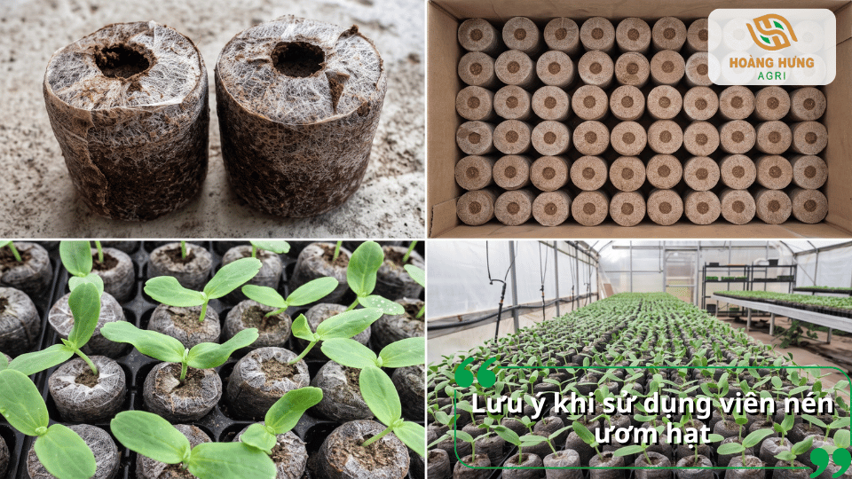 Những lưu ý khi sử dụng viên nén ươm hạt giúp cây con phát triển khỏe mạnh.