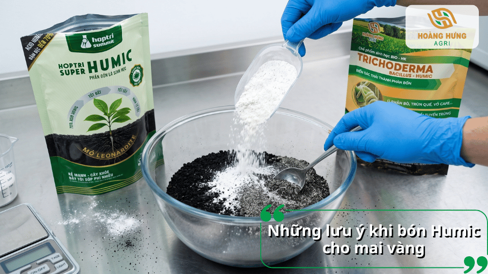 Những lưu ý khi bón Humic cho mai vàng giúp sử dụng đúng cách và hạn chế ảnh hưởng đến cây.