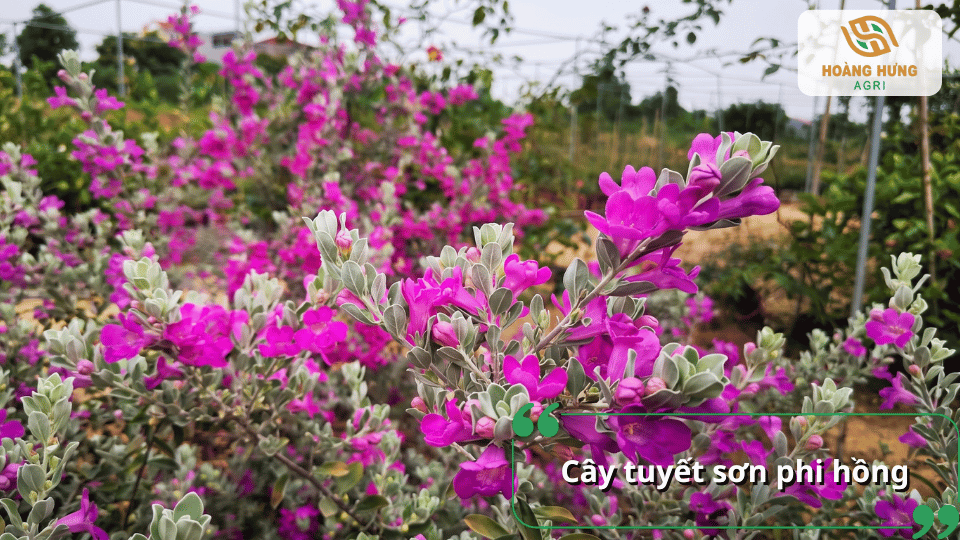 Cây tuyết sơn phi hồng nở hoa tím nổi bật giữa khu vườn.