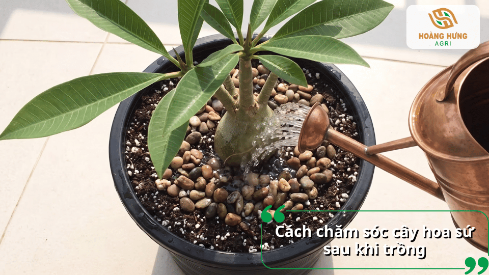 Tưới nước cho cây hoa sứ sau khi trồng trong chậu.