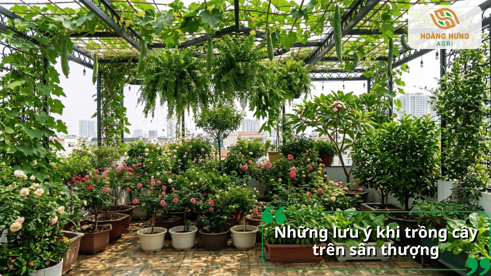 Khu vườn sân thượng trồng nhiều loại rau, hoa hồng và cây leo trong chậu và giàn treo.