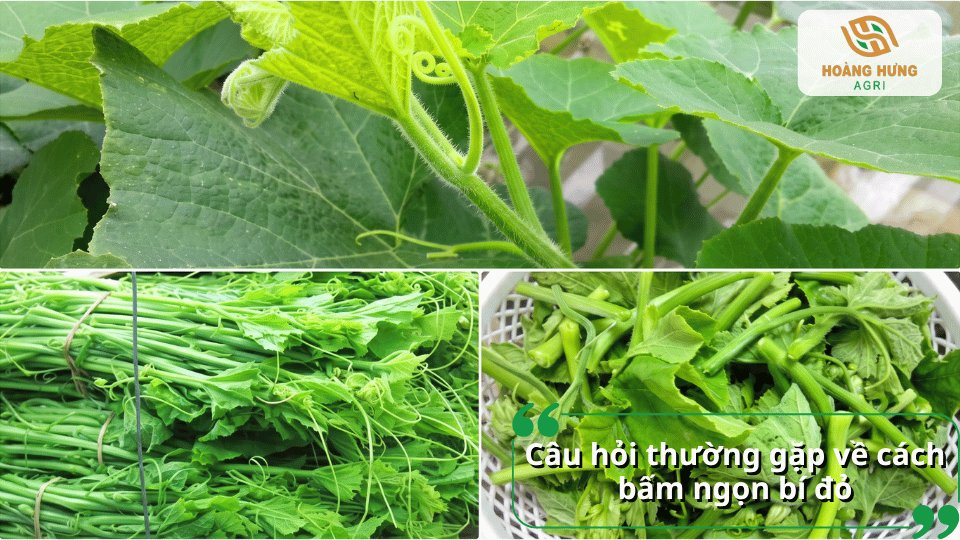 Câu hỏi thường gặp về cách bấm ngọn bí đỏ và sử dụng ngọn bí đỏ làm rau ăn