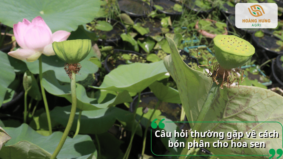 Hoa sen và đài sen với những câu hỏi thường gặp về cách bón phân.