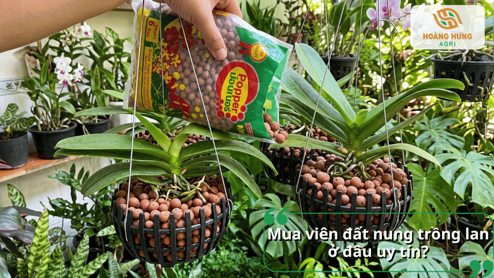 Viên đất nung trồng lan Popper và gợi ý địa chỉ mua giá thể uy tín.