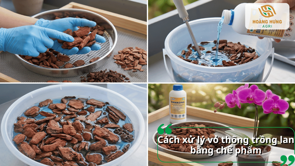 Xử lý vỏ thông trồng lan bằng chế phẩm trước khi sử dụng.
