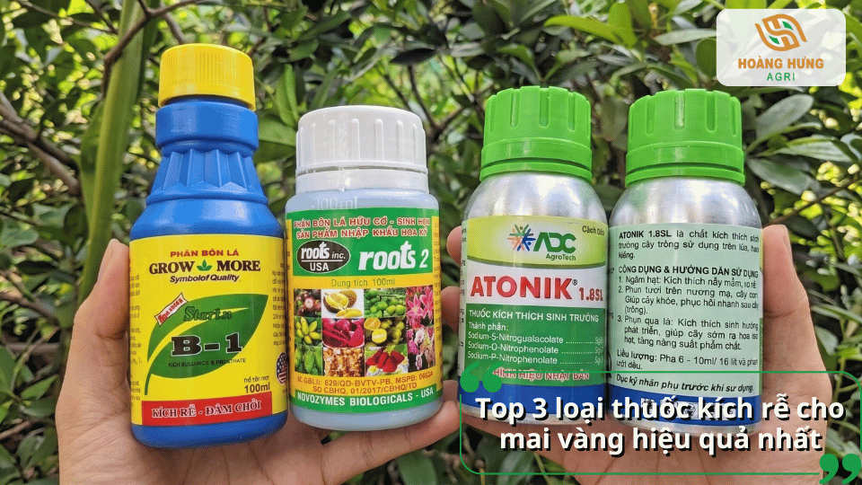 Top 3 thuốc kích rễ cho mai vàng hiệu quả gồm Atonik, B1 và Roots 2.