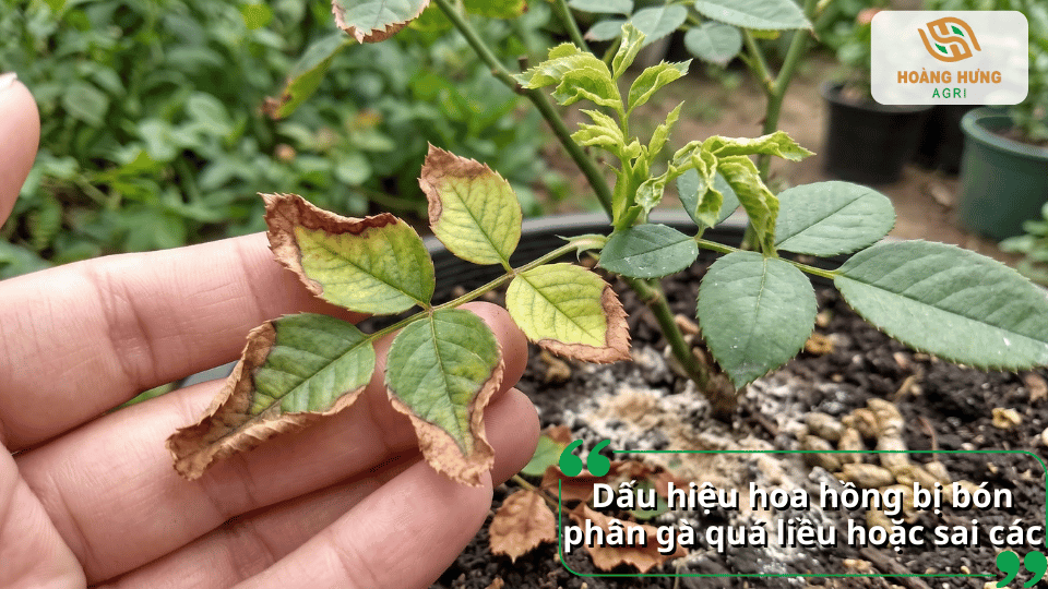 Hoa hồng bị vàng và cháy mép lá do bón phân gà quá liều hoặc sai cách.