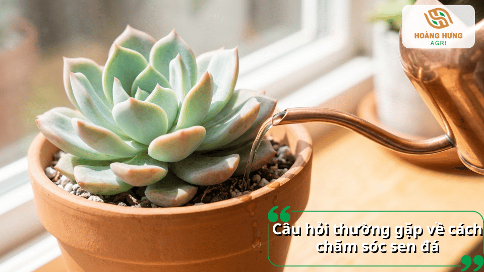 Câu hỏi thường gặp về cách chăm sóc sen đá và những lưu ý khi mới mua cây về trồng.
