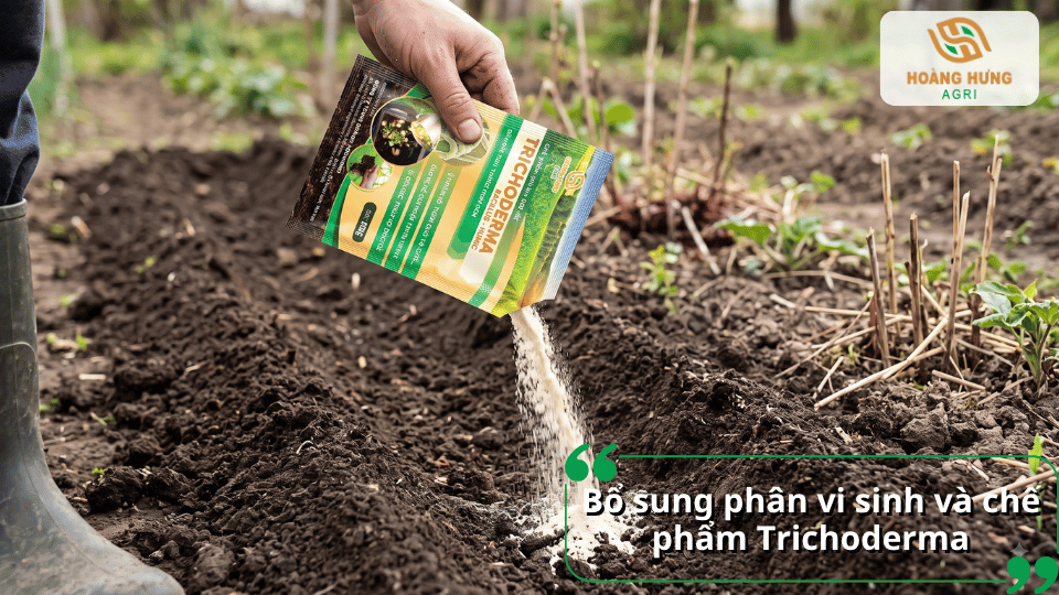 Bổ sung chế phẩm Trichoderma vào đất trồng nhằm hỗ trợ cải tạo đất và hạn chế các tác nhân gây hại cho cây rau.