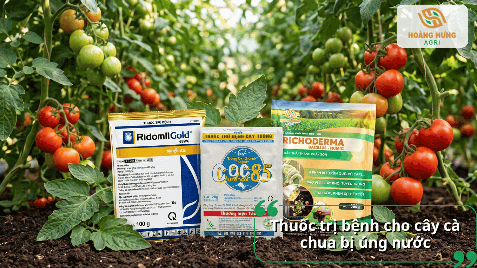 Thuốc và chế phẩm sinh học hỗ trợ phòng trị bệnh cho cây cà chua bị úng nước.