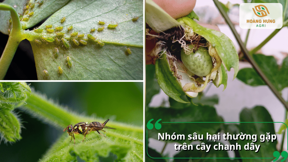 Nhóm sâu hại thường gặp trên cây chanh dây gây ảnh hưởng đến lá, hoa và quả.