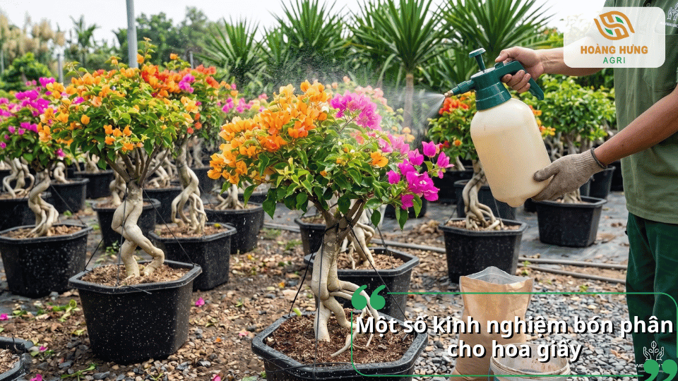Kinh nghiệm bón phân kali cho hoa giấy kết hợp phun tưới giúp cây phát triển tốt.