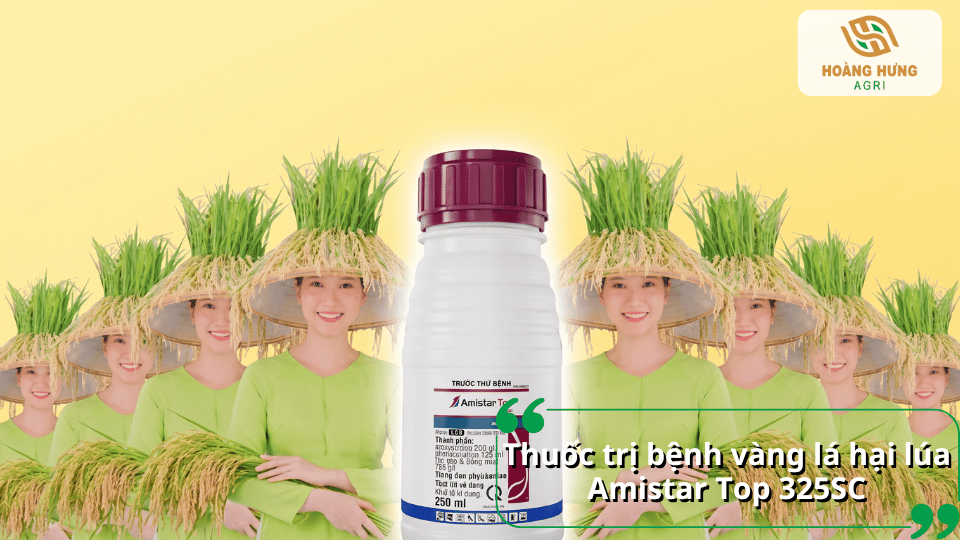 Chai thuốc Amistar Top 325SC đặt giữa hình ảnh người trồng lúa, giới thiệu thuốc trị bệnh vàng lá hại lúa.