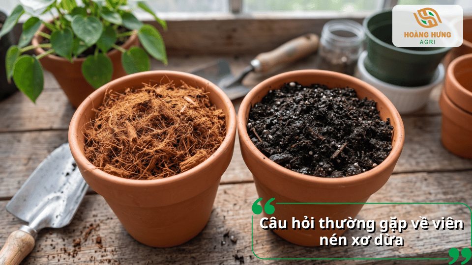Câu hỏi thường gặp về viên nén xơ dừa khi sử dụng làm giá thể, bao gồm cách ngâm, cách dùng và hiệu quả trồng cây.