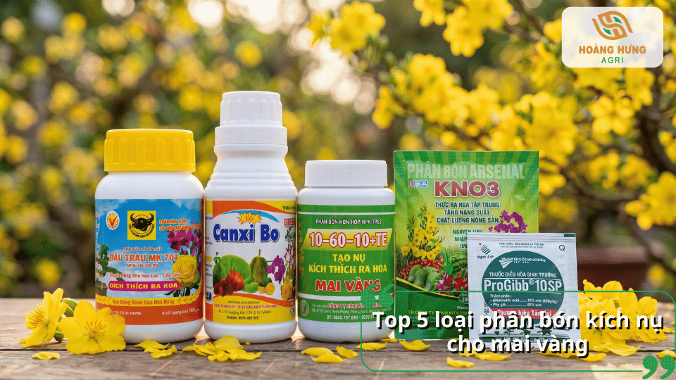 Top 5 loại phân bón kích nụ cho mai vàng giúp cây ra hoa đồng loạt.