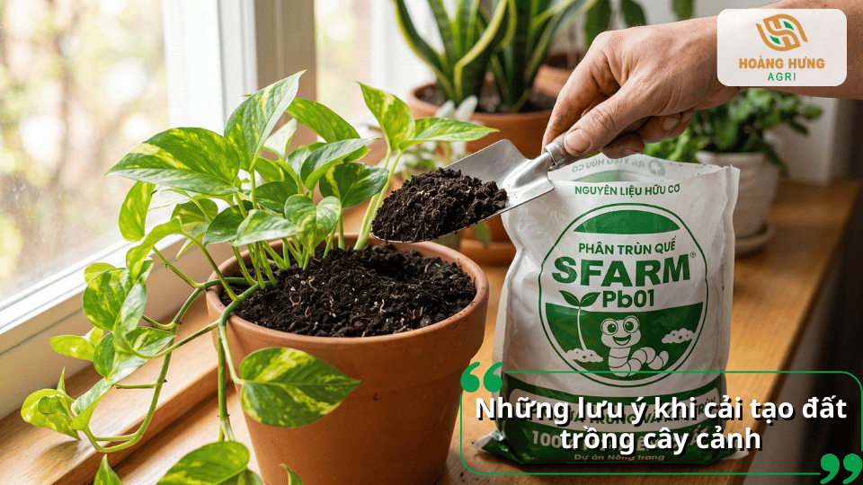 Những lưu ý khi cải tạo đất trồng cây cảnh giúp hạn chế đất bị chai cứng và duy trì môi trường tốt cho bộ rễ.