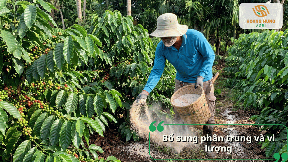 Bổ sung phân trung lượng và vi lượng cho cây cà phê giúp hạn chế thiếu dinh dưỡng.