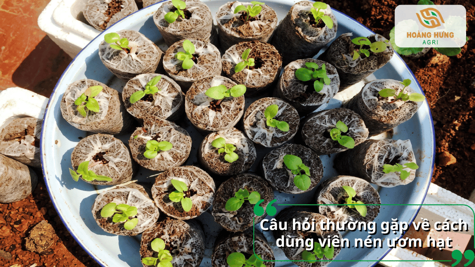 Giải đáp các câu hỏi thường gặp về cách sử dụng viên nén ươm hạt hiệu quả.
