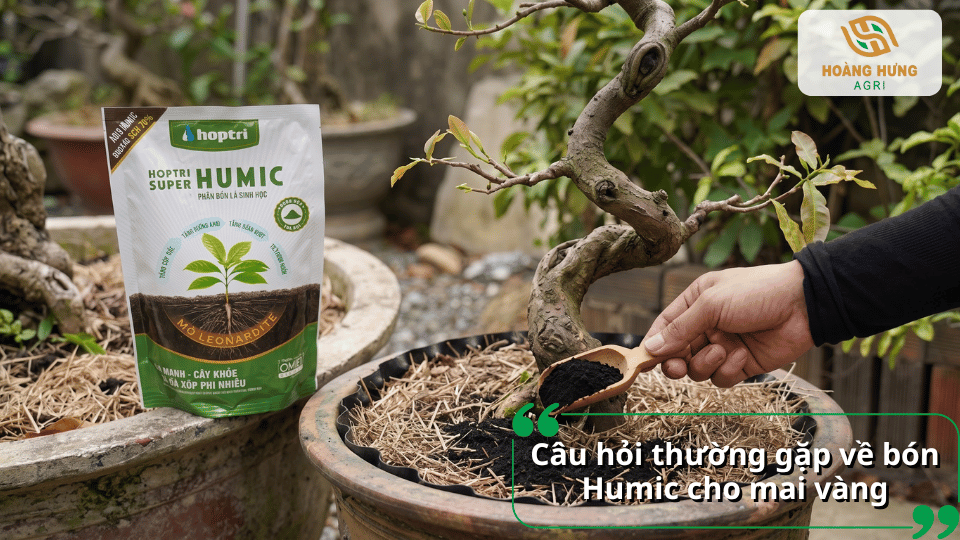 Câu hỏi thường gặp về bón Humic cho mai vàng và cách sử dụng Humic hiệu quả trong chăm sóc cây.