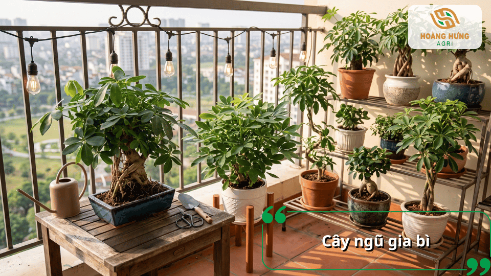 Cây ngũ gia bì trồng nhiều chậu trên ban công với tán lá xanh dày.