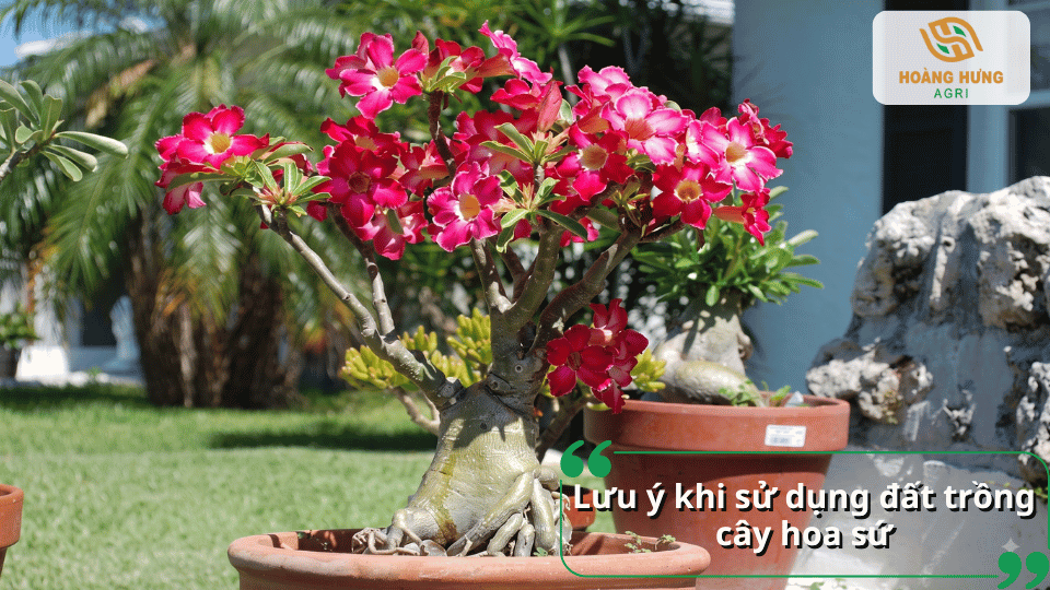 Cây hoa sứ nở nhiều hoa trong chậu với giá thể phù hợp.