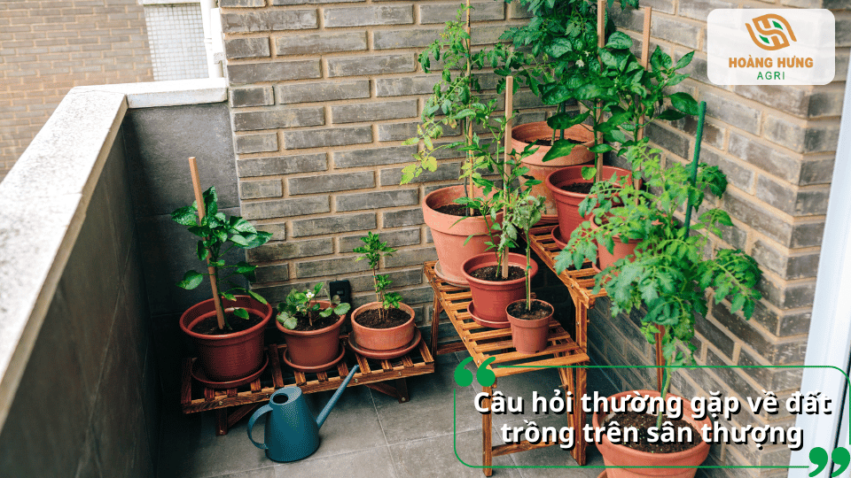 Các chậu cây được sắp xếp trên kệ gỗ tại góc sân thượng.