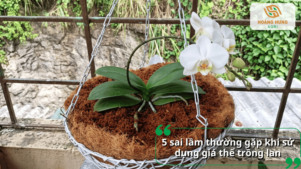 Lan hồ điệp trồng trong giỏ tre với giá thể xơ dừa bao quanh cây.