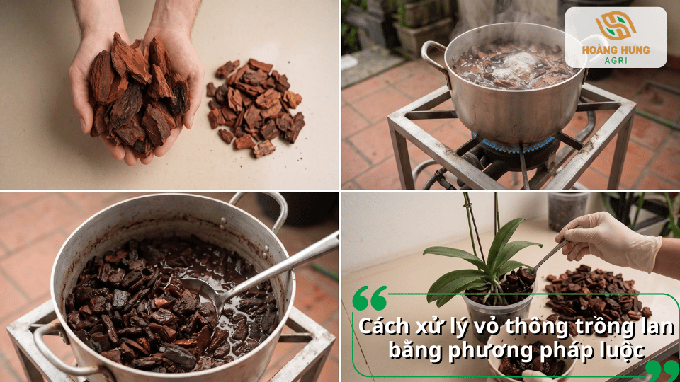 Xử lý vỏ thông trồng lan bằng phương pháp luộc để làm sạch và hạn chế nấm bệnh.