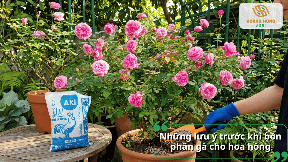 Lưu ý khi bón phân gà cho hoa hồng để tránh gây ảnh hưởng đến cây.
