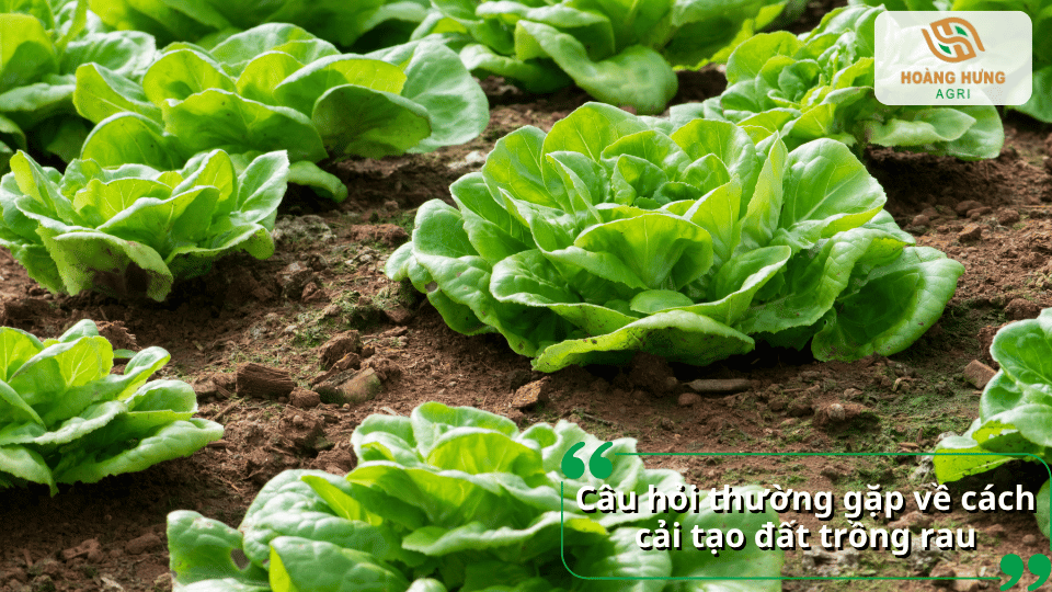 Vườn rau xà lách xanh tốt được trồng trên nền đất đã được cải tạo, tơi xốp và giàu dinh dưỡng.
