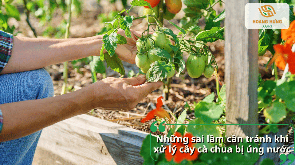 Người làm vườn kiểm tra chùm quả cà chua, minh họa cách chăm sóc cây sau khi bị úng nước.