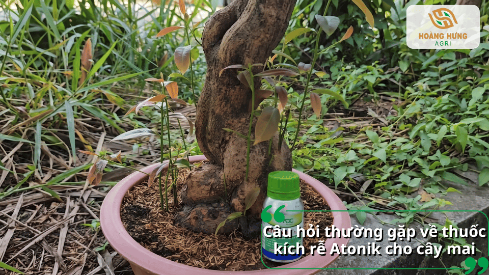 Giải đáp những câu hỏi thường gặp về cách sử dụng thuốc kích rễ Atonik cho cây mai.