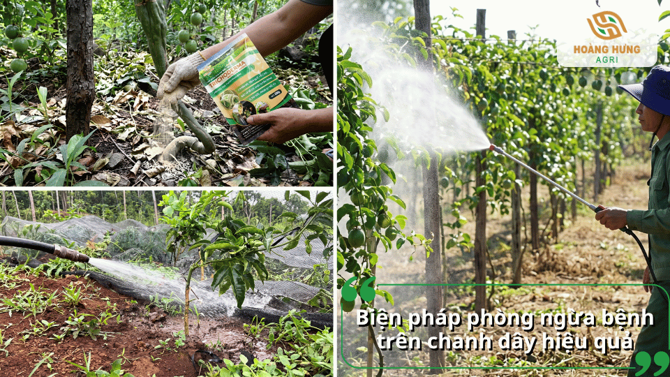 Biện pháp phòng ngừa bệnh trên chanh dây hiệu quả bằng chăm sóc và phun phòng đúng cách.