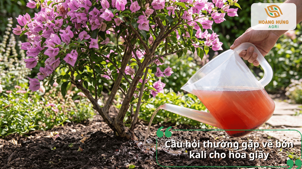 Giải đáp những câu hỏi thường gặp về cách bón phân kali cho cây hoa giấy.