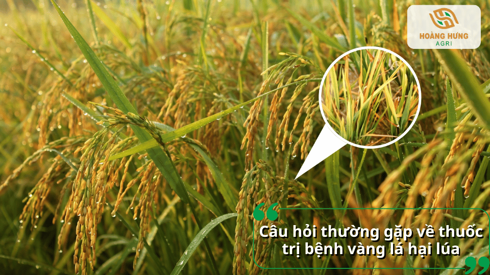Ruộng lúa bị vàng lá và các câu hỏi thường gặp về thuốc trị bệnh vàng lá.