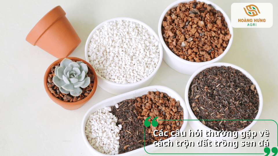 Các câu hỏi thường gặp về cách trộn đất trồng sen đá, tỷ lệ phối trộn giá thể và cách lựa chọn nguyên liệu phù hợp.