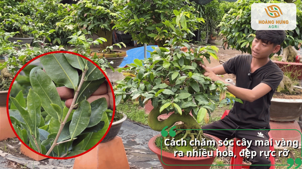 Cách chăm sóc cây mai vàng giúp cây phát triển khỏe và ra nhiều hoa đẹp.