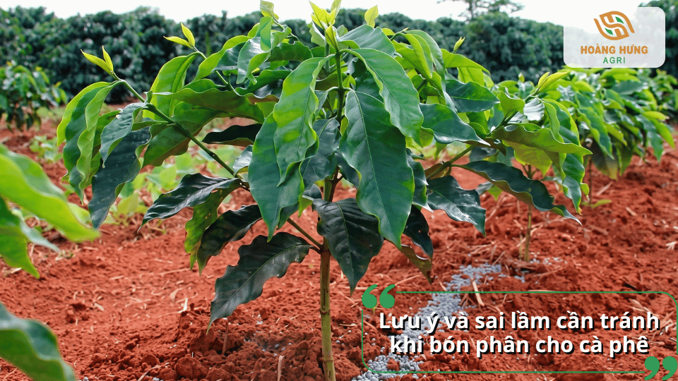 Những lưu ý và sai lầm cần tránh khi bón phân cho cà phê để đạt hiệu quả cao.