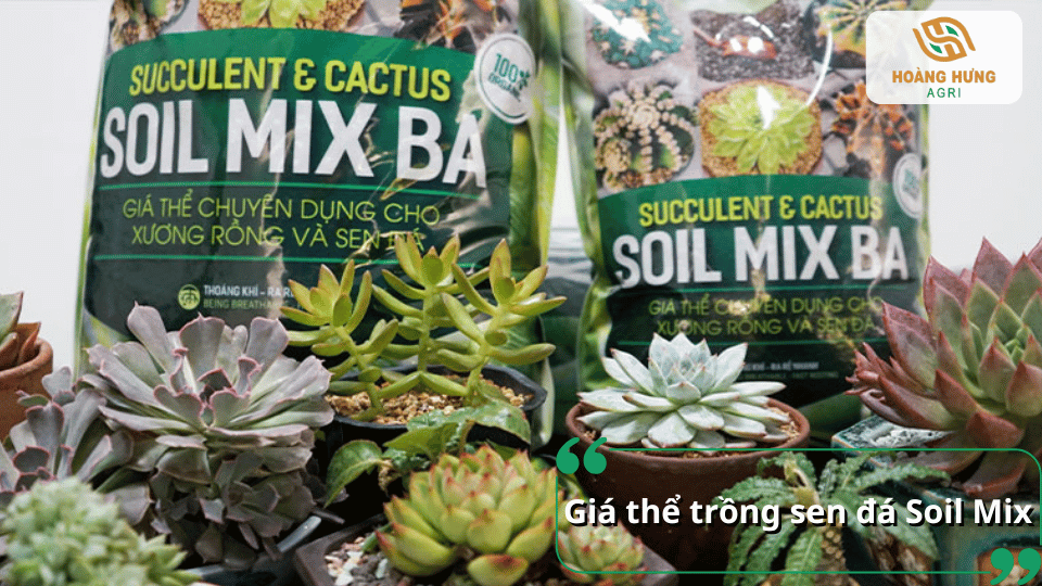 Giá thể trồng sen đá Soil Mix chuyên dụng giúp cung cấp môi trường tơi xốp, thoát nước tốt