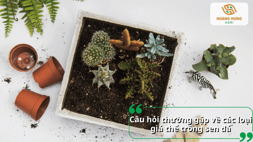 Câu hỏi thường gặp về các loại giá thể trồng sen đá, giúp người mới tìm hiểu và lựa chọn giá thể phù hợp khi chăm sóc cây.